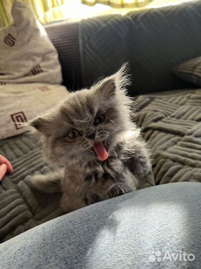 Британские котята