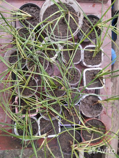 Зафирантес (выскочка) луковицы