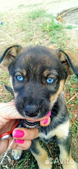 Собаки щенки