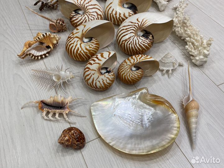 Наутилусы Кораллы Чучела рыб Рынды и др