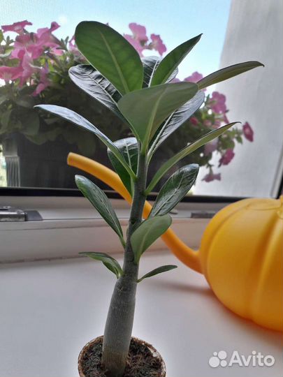 Адениумы сортовые