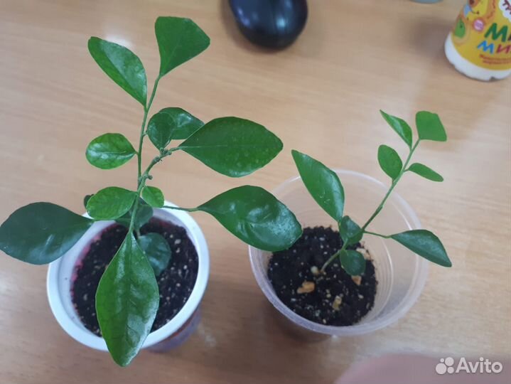 Мурайя метельчатая