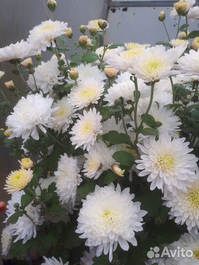 Садовые цветы и растения