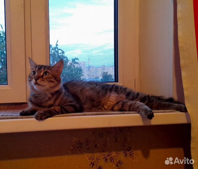 Котята ищут дом