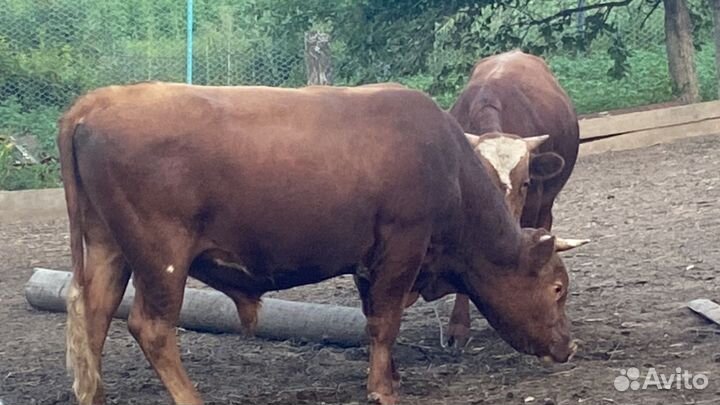 Продаются бычки