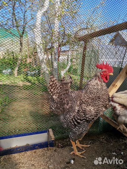 Петух, порода Амрокс