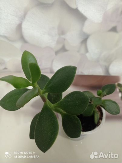 Красула толстянка