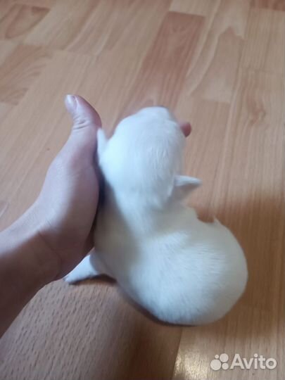 Щенки чихуахуа мини девочки