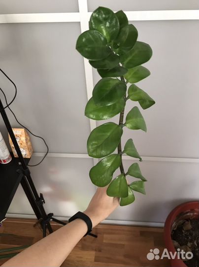 Замиокулькас (укоренившиеся)