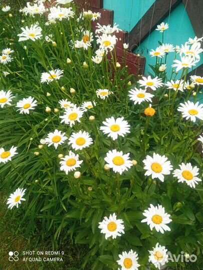 Нивянник (ромашка)