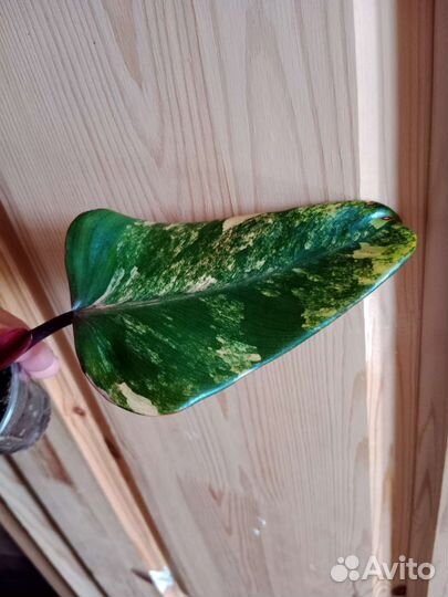 Филодендрон Red Emerald var