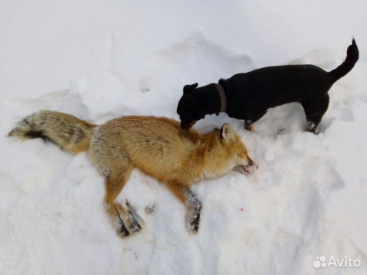 Кобели для Вязок