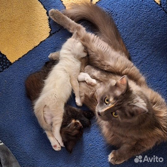 Котята в добрые руки бесплатно белая,черная и кошк