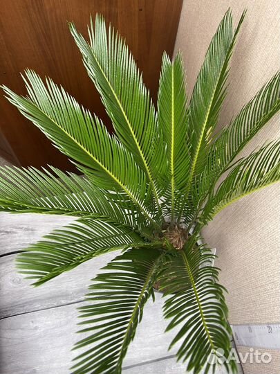 Пальма Цикас революта комнатные цветы