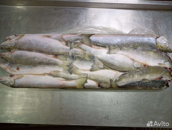 Голец н/р Камчатка