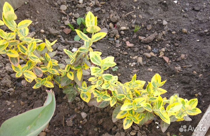 Декоративные кусты