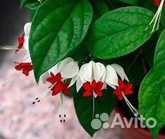 Клеродендрум Томпсона