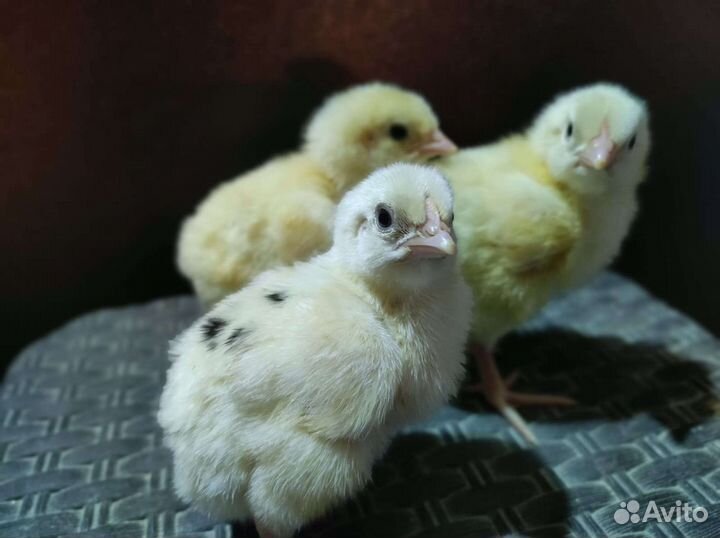 Цыпленок бройлера Кобб 500 в наличии импорт
