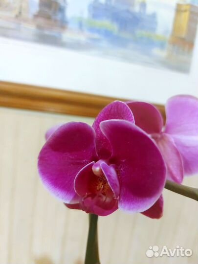 Жемчужина Императора