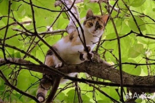 Снять Кошку с дерева 24/7