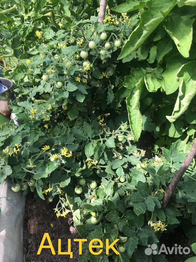 Семена балконных томатов