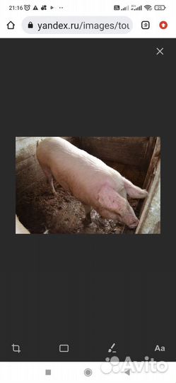 Живые свиньи на мясо