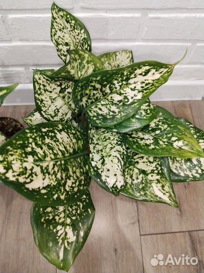 Аглаонема ферст даймонд комнатные растения цветы