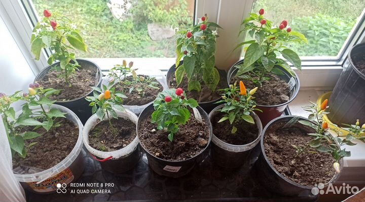 Перец комнатный острый