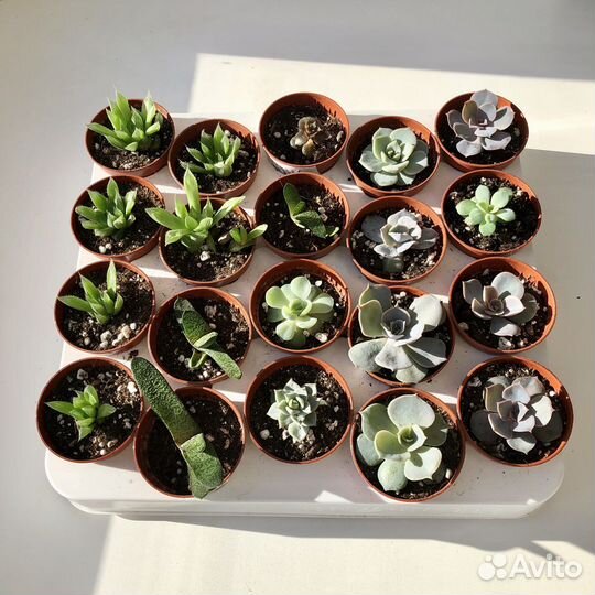 Суккуленты