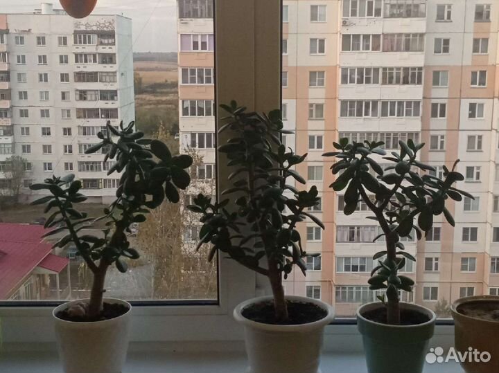 Денежное дерево толстянка крассула) Продам 300