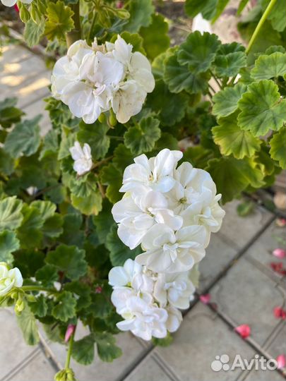 Герань,пеларгония