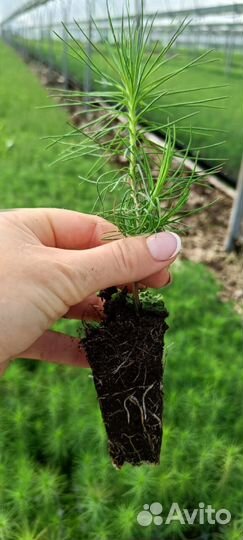 Сеянцы сосны обыкновенной зкс в розницу