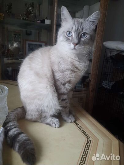 Котик голубоглазый шотландец