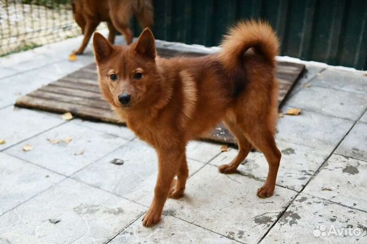 Вязка Финский шпиц (карело финская лайка)