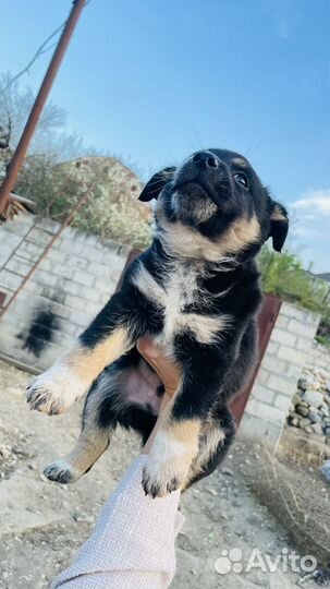 Щенок полукровка