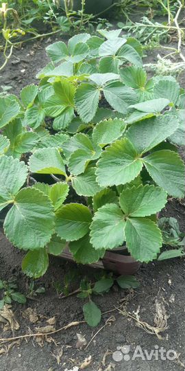 Клубника рассада,саженцы