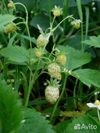 Земляника желтая