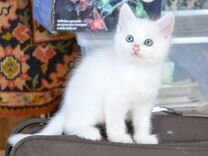 Котята белые от белой кошки