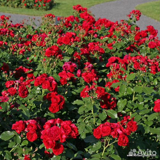 Роза Красная шапочка