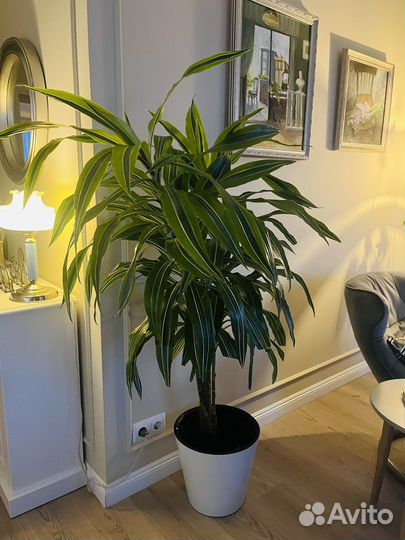 Пальма драцена