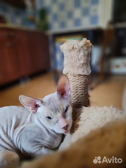Котёнок донской сфинкс