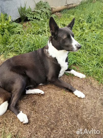 Помесь бордер-колли