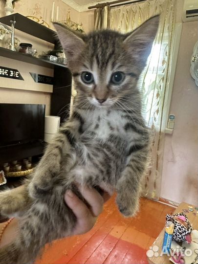 Шотландские вислоухие