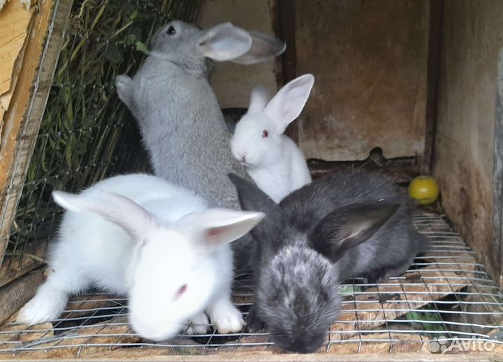 Кролики белый и серый великан 1 и 2 мес
