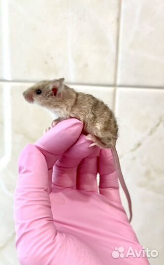 Кудрявые мышки