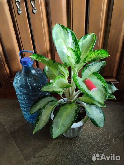 Аглаонема Уши слона Тай