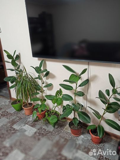 Комнатные растения цветы