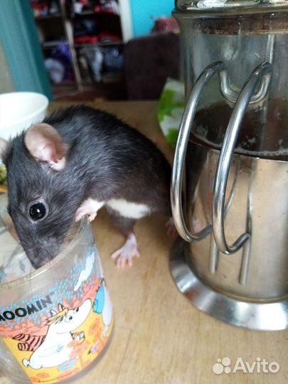 Передержка мелких и средних животных, выгул собак