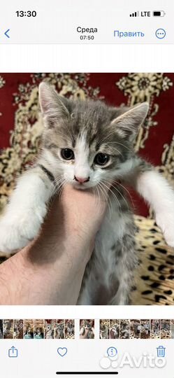Кошки бесплатно