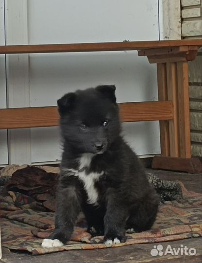 Щенок лайки в добрые руки